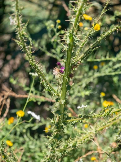 Carduus collinus