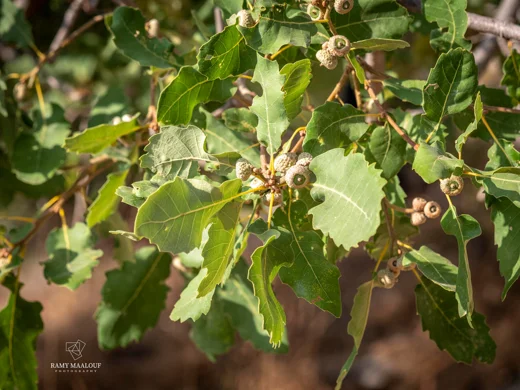 Quercus infectoria subsp. veneris