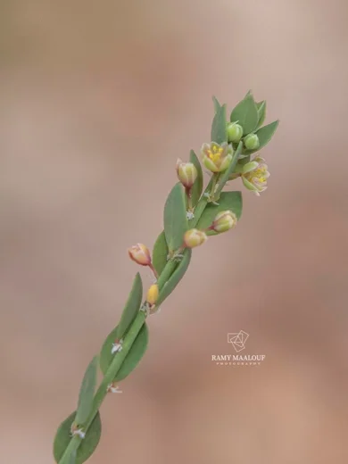 Andrachne telephioides