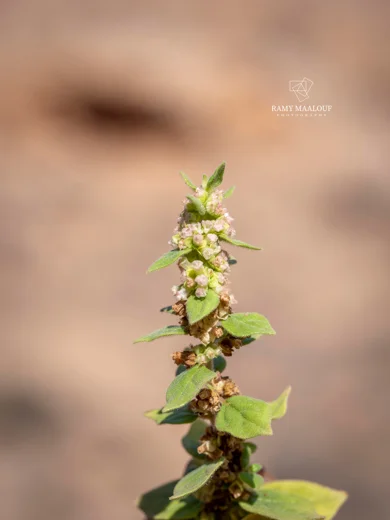 عشبة الدم