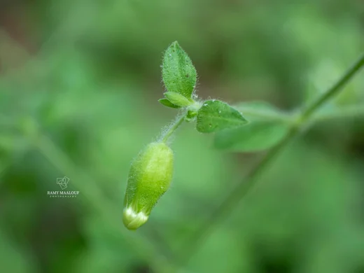 Silene baccifera