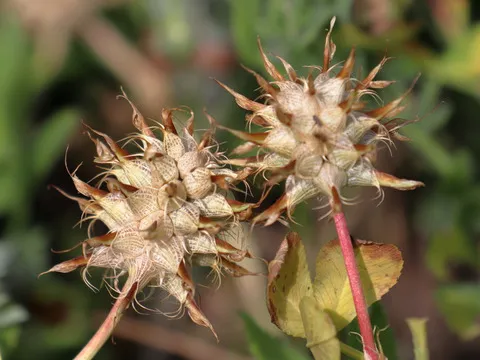 نسب المصنف - غير تجاري 4.0 دولي (CC BY-NC 4.0)- i naturalist.
