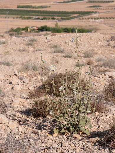 Alcea damascena