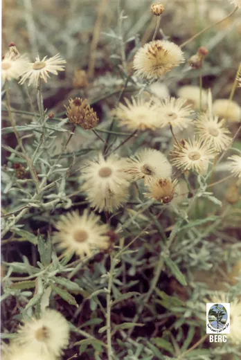 صوفان الصُّخور