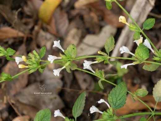 Melissa officinalis subsp. inodora