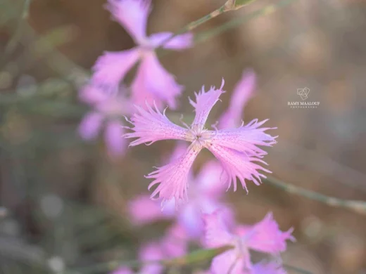 Dianthus orientalis subsp. nassireddinii