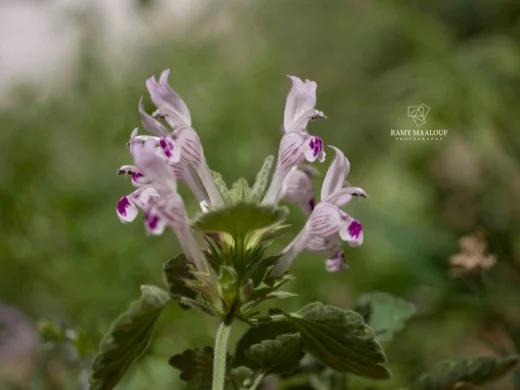 Lamium garganicum subsp. striatum var. striatum