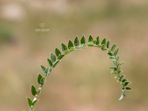 قتاد صنوبري