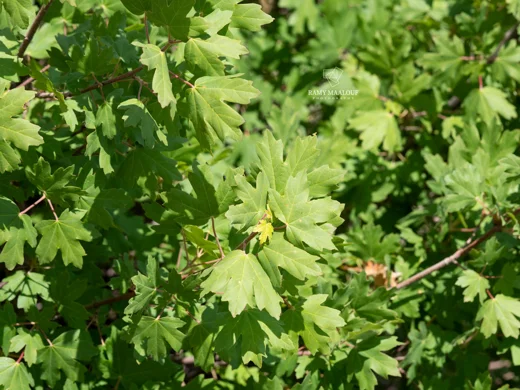 Acer hyrcanum subsp. tauricola