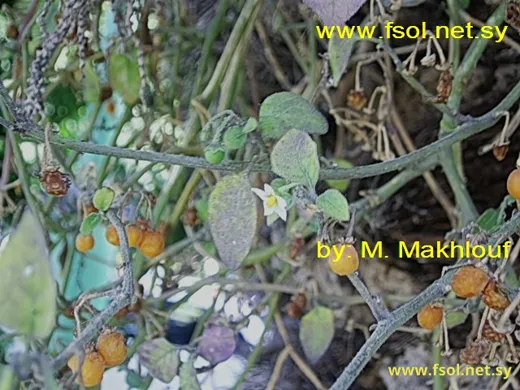 Solanum villosum