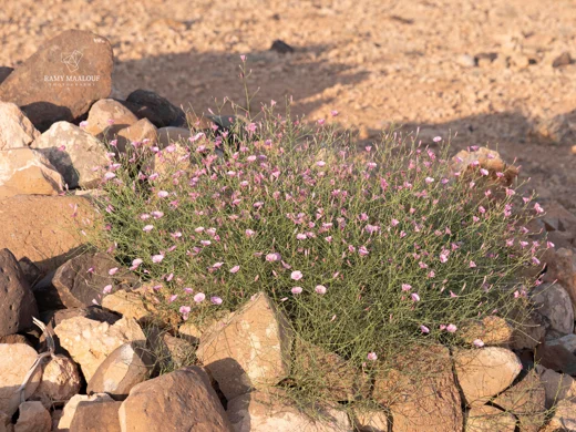 Convolvulus dorycnium subsp. oxysepalus