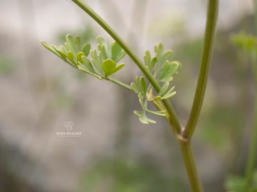 Cnidium silaifolium