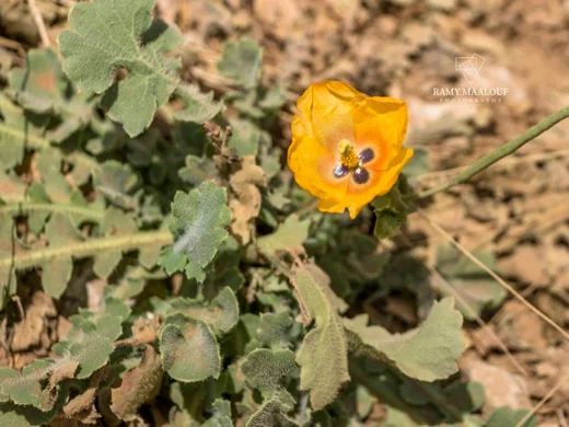 Glaucium leiocarpum