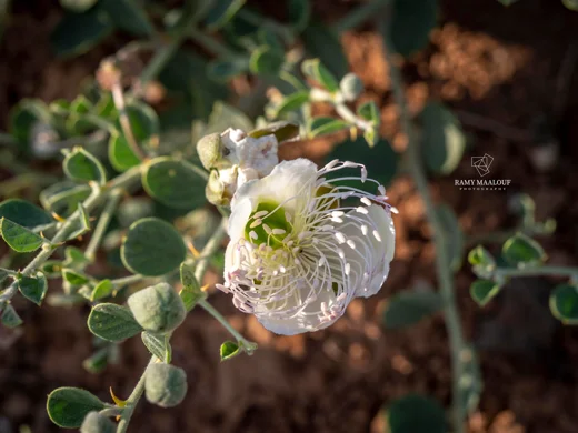 Capparis spinosa subsp. parviflora
