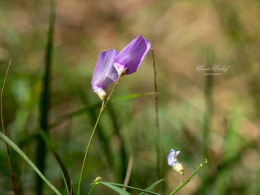 Lathyrus spathulatus