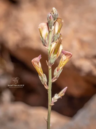 Hedysarum coelesyriacum