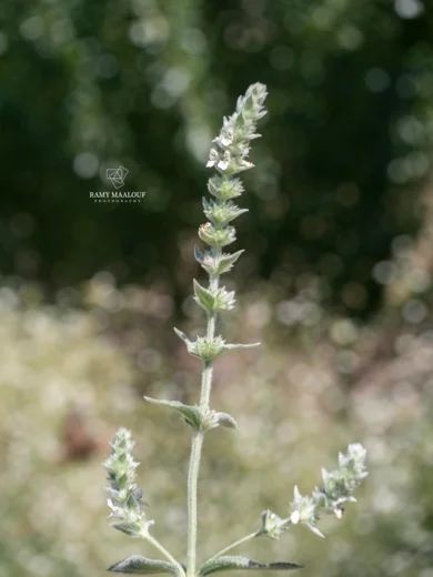 Stachys longispicata