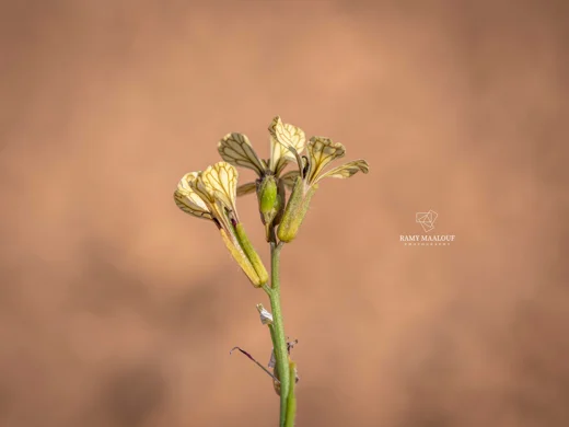 جرجير