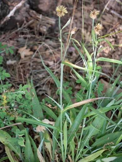 Centaurea cheirolopha