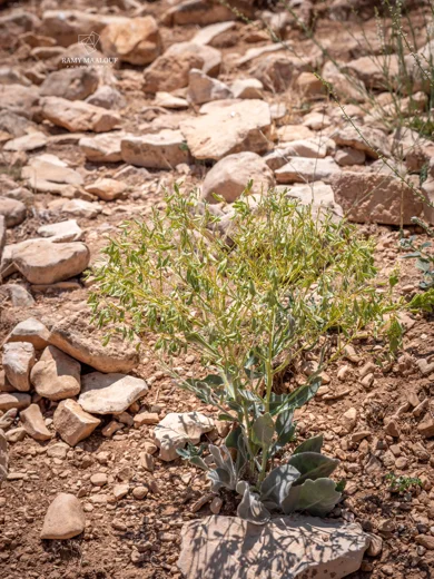 Isatis cappadocica subsp. macrocarpa