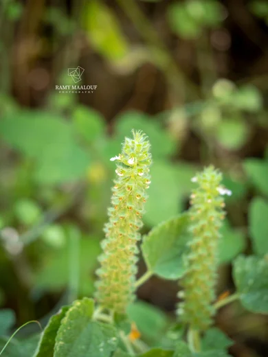 Teucrium stachyophyllum