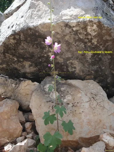 Alcea digitata