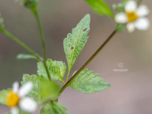 Bidens pilosa
