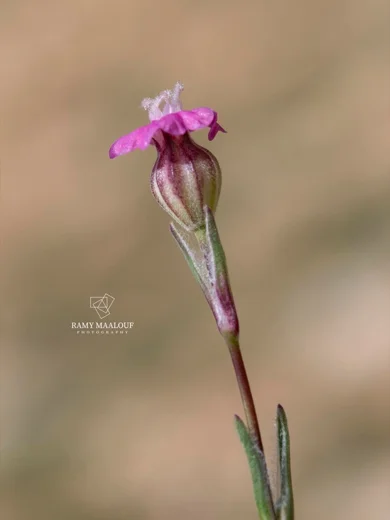 Silene pharnaceifolia