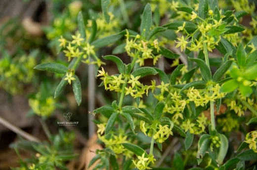 Rubia tenuifolia subsp. doniettii