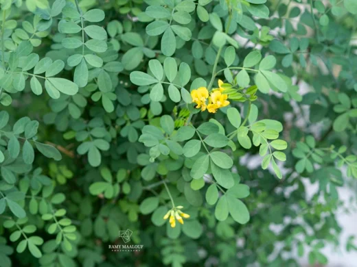 Hippocrepis emerus subsp. emeroides