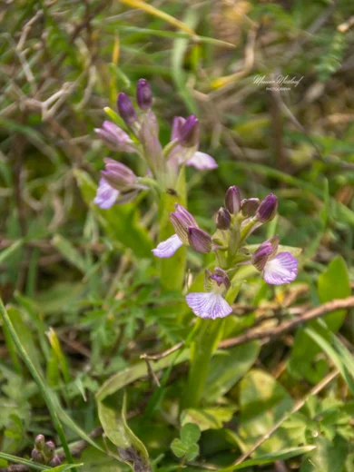 Anacamptis papilionacea subsp. palaestina