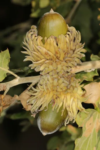 نسب المصنف - غير تجاري 4.0 دولي (CC BY-NC 4.0)- i naturalist.