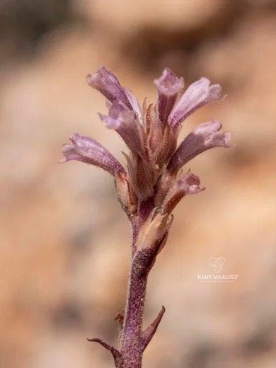 Orobanche camptolepis