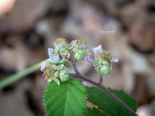 Rubus canescens