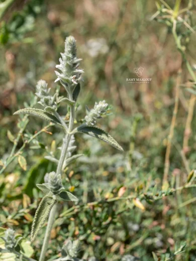 Stachys longispicata