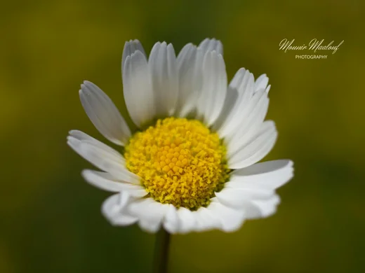 Tripleurospermum oreades