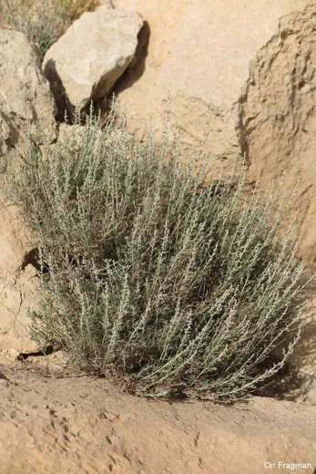 البعيثران