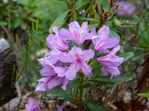 Rhododendron ponticum subsp. ponticum