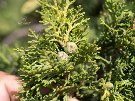 Juniperus excelsa