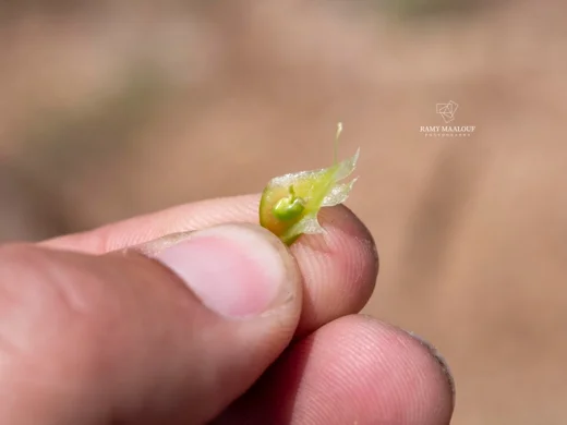 قتاد صنوبري