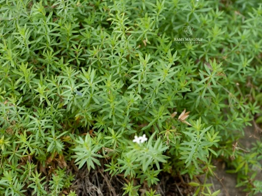 Galium pestalozzae