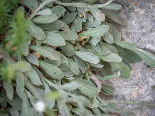 Helichrysum virgineum