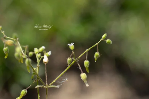 Cerastium fragillimum