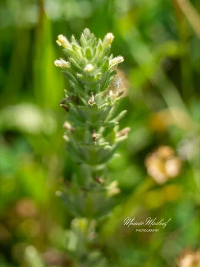 Parentucellia flaviflora