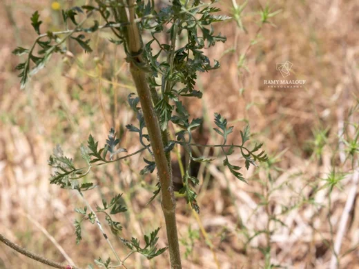 Daucus carota subsp. maximus