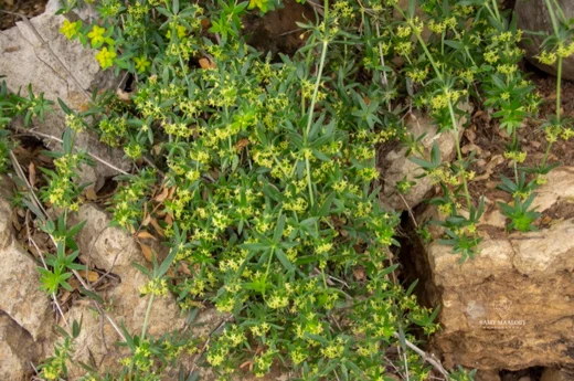 Rubia tenuifolia subsp. doniettii