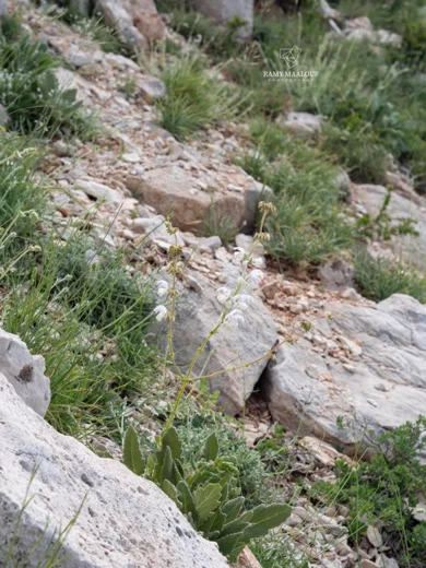 قصعين صغير الغطاء