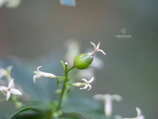 Daphne libanotica