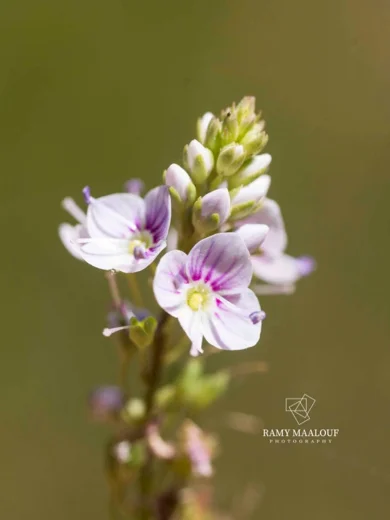 Veronica anagallis-aquatica