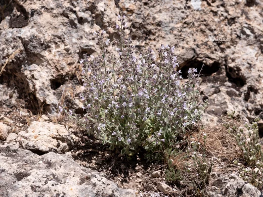 Clinopodium libanoticum